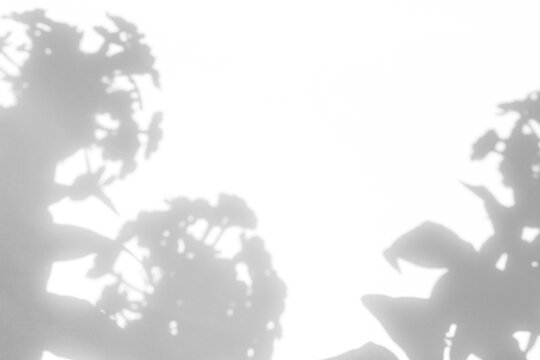 Real heavy floral foliage shadow cut out on a transparent png background with soft diffused edges. Anchors luxury and campaign design as a png overlay with a centered negative space.