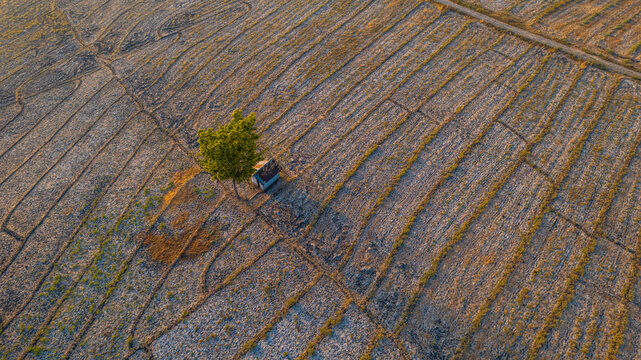 Aerial view of a solitary tree and a small hut standing in a vast agricultural field with textured soil patterns in Bajawa, Nusa Tenggara Timur, Indonesia.