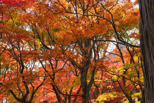 京都　東福寺　美しい秋のもみじの紅葉（日本京都府京都市）Kyoto : Tofukuji Temple: Beautiful autumn maple foliage (Kyoto City, Kyoto Prefecture, Japan)
