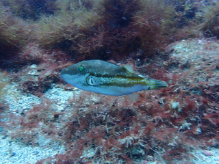 Brown-lined puffer © Moyashi Kanagawa