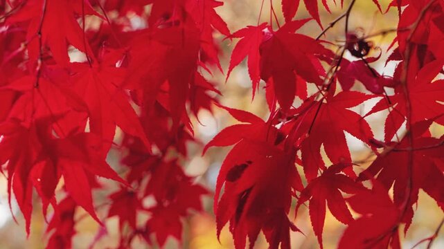 Slow motion close-up of vivid red and orange Japanese maple leaves glowing in warm autumn sunlight. Delicate foliage gently sways in the breeze, creating a peaceful seasonal nature scene.
