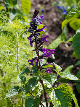 (Salvia guaranitica 'Amistad') Hampe florale pourpr&eacute;e de Sauge de Guarani en forme d'&eacute;pis dress&eacute; portant des fleurs tubulaires violettes au dessus de feuilles cordiformes vert brillant 