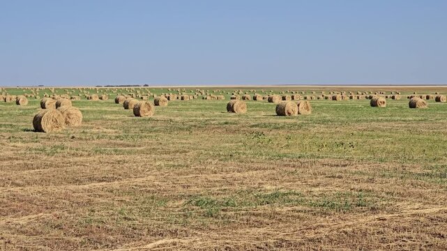 Round bales of hay in a mown field under a clear blue sky in summer. A panoramic view of a post-harvest agricultural field with many neatly stacked round bales of hay and straw.