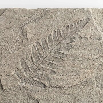 Ancient fern fossil embedded within a rough textured sedimentary rock showing intricate leaf details in a top down studio view
