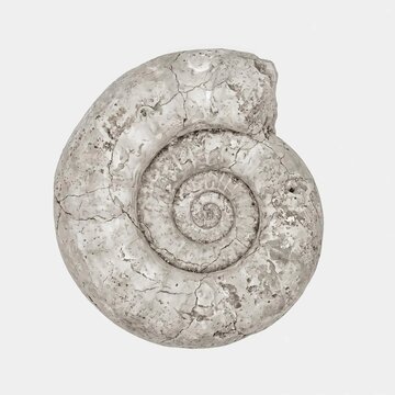 Detailed ammonite fossil specimen featuring intricate spiral patterns and weathered stone textures isolated against a clean neutral light grey background