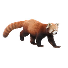 Fototapeta premium Adorable Endangered Red Panda Sitting Isolated on White Background