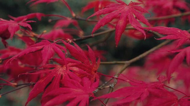 Cinematic close-up of vivid red and orange Japanese maple leaves with smooth rack focus shifting between foreground and background. Beautiful autumn foliage captured with shallow depth of field.