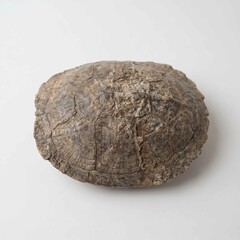 Fototapeta premium Fossilized turtle shell displaying intricate patterns and rough textured dark brown surfaces isolated against a plain clean neutral white background