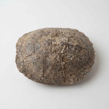 Fossilized turtle shell displaying intricate patterns and rough textured dark brown surfaces isolated against a plain clean neutral white background