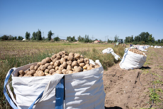 white woven bags filled with harvested potatoes in outdoor agricultural fields