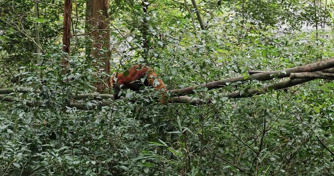 One red panda in the forest