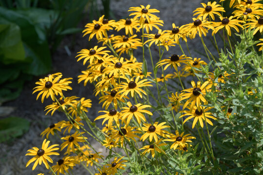 rudbeckia hirta flowers in a summer garden