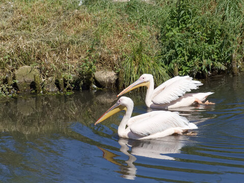 Two pelicans swim across a calm waterway in a natural setting near grassy banks under clear skies