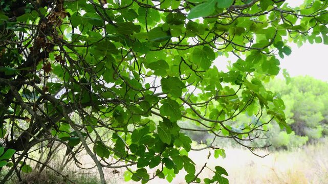 Fig tree branches and leaves against sky, video