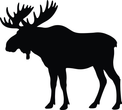 Moose silhouette vector. Bull moose vector icon