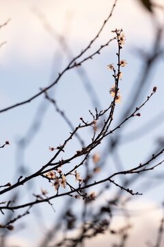 Beautiful cherry blossom buds on thin branches against a soft blue and white sky during early spring season morning light