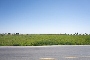 Naklejka premium Green farmland field alongside paved road under clear blue sky