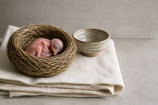 Newborn bird in woven grass nest with linen cloth and ceramic bowl, new life care concept