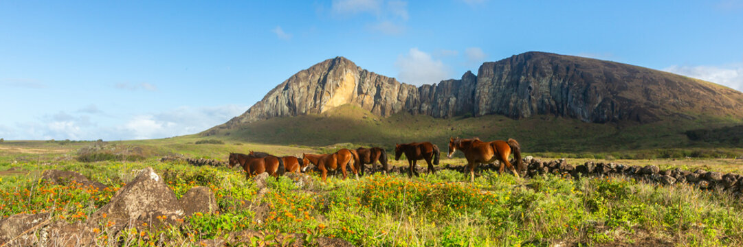 View of horses grazing in a field with a large volcanic mountain ridge in the background under a blue sky in Easter Island, Valparaiso, Chile.