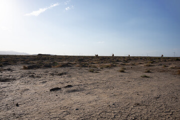 Camels walking on dry cracked earth with wind turbines in distance
