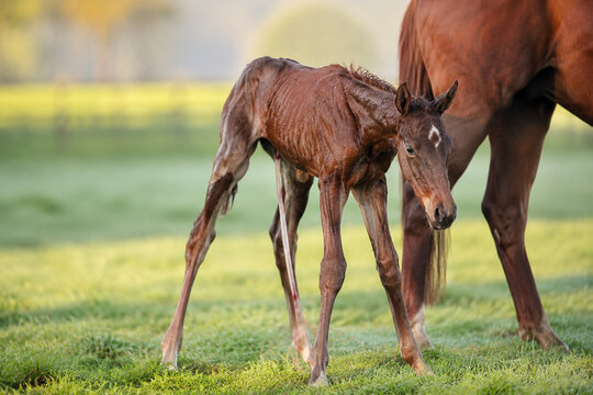Newborn foal standing shakily on long legs with umbilical cord in grassy field.
