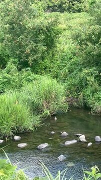 Peaceful stream surrounded by lush greenery in Japan