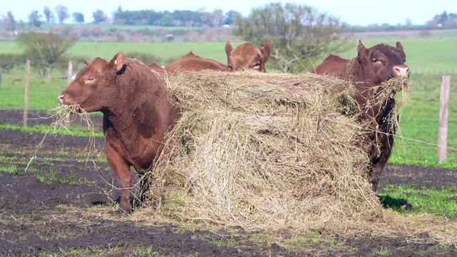 Red Angus bull feeding on hay roll in open field Argentine Pampas ranch &mdash; 4K