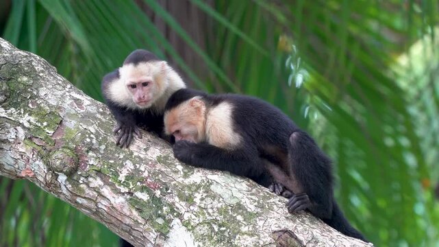 Two white faced Capuchin monkeys Costa Rica