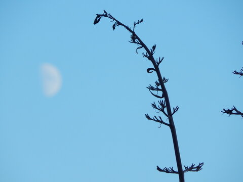 Silhouette d&rsquo;une tige florale devant une lune floue dans le ciel bleu