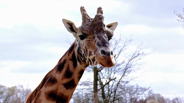 Close up head portrait of a giraffe looking around in the zoo during a sunny day.