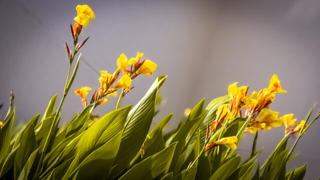 fleurs d'&eacute;t&eacute;