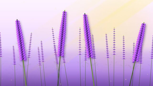 Lavender Botanical Garden Purple Flower Field Summer Breeze Loop