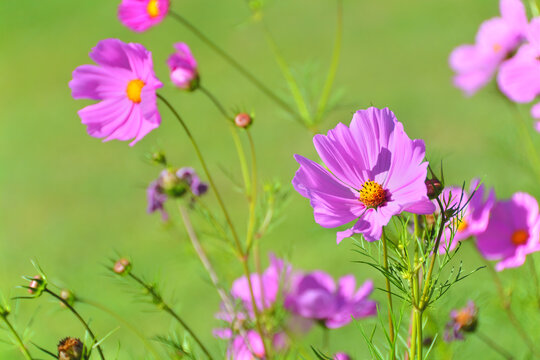 Pink cosmos flowers, intensely lit by the sun on a background of a green garden.