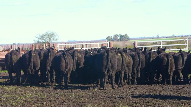 Black Angus cattle silhouetted in livestock chute dramatic backlight Argentine ranch &mdash; 4K