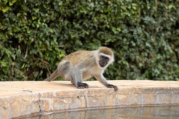 vervet monkey looking © Danielle