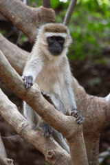 vervet monkey looking on a tree branch © Danielle