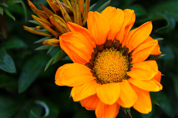Bright orange gazania flower, also known as treasure flower, in full bloom during summer. A closed bud is positioned nearby against a background of green leaves. © Олег Струс