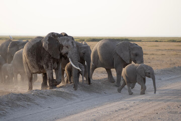 Elephant herd in Kenya savannah © Danielle