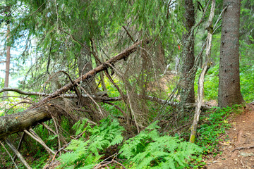 Fallen deadwood and dry spruce branches among green ferns and tall coniferous trees in a dense wild forest during a bright summer day. © JULIA