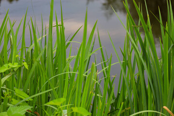 Fototapeta premium Dense green stems and narrow leaves of coastal reeds grow along a quiet body of water. In the background, a mirror-like water surface displays soft reflections of the sky and trees.