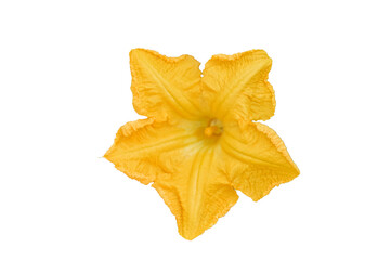 Fototapeta premium Yellow pumpkin flower isolated on transparent background. blossom for graphic design and botanical concept.