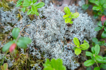 Macro view of silver reindeer lichen and green lingonberry leaves on a forest floor. Detailed texture of northern nature in daylight. © JULIA