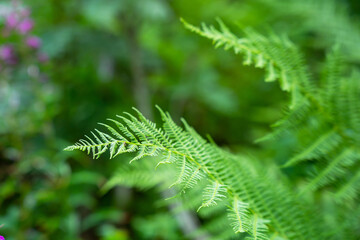 A detailed close-up shot of vibrant green fern fronds growing in a lush outdoor forest. The background is softly blurred with a bokeh effect. © JULIA
