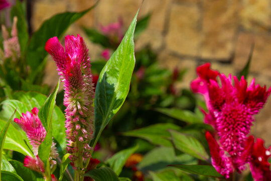 Vibrant inflorescences of cockscomb celosia grow in a sunny garden against a background of a stone wall. Rich pink-red flowers and lush green leaves create a picturesque summer landscape.