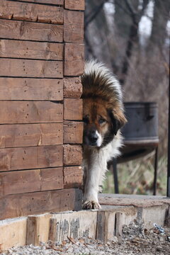 Curious fluffy dog peeking around a wooden cabin corner