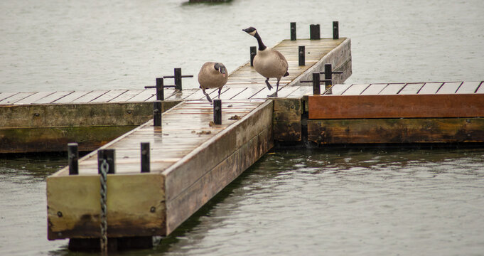 These Canada Geese believe that walking is better when it gets too cold