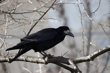 Black rook bird perched on a bare tree branch in winter © Dimitar