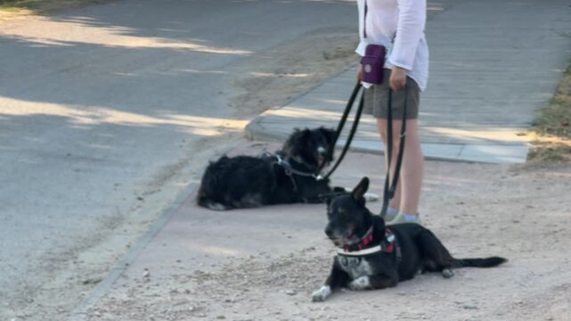 Two black dogs with leashes resting on the ground next to their female owner. One canine is lying on the sidewalk and the other on the dirt