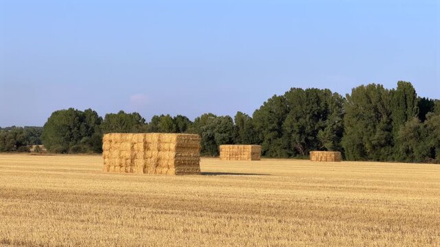 Picturesque rural landscape with square hay bales on a mown field under a clear blue sky. Farming scenery on a sunny day in the countryside