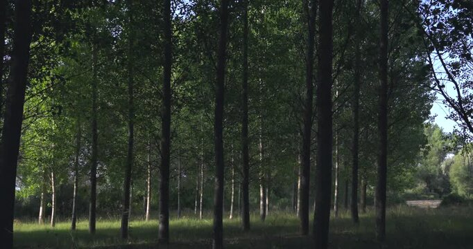 Calming view of a tranquil poplar forest with sunlight filtering through the leaves. The gentle wind rustles the foliage, creating movement